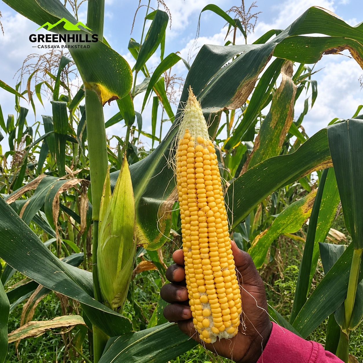 A hand holding up a fresh ear of yellow corn in a green field, with the Greenhills Cassava Parkstead logo in the corner